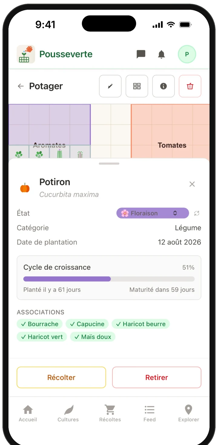 Fiche d'une plante (potiron) avec son cycle de croissance et ses bonnes associations